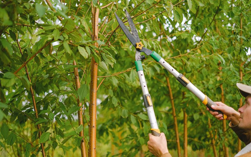 Tree trimming in Utica, IL